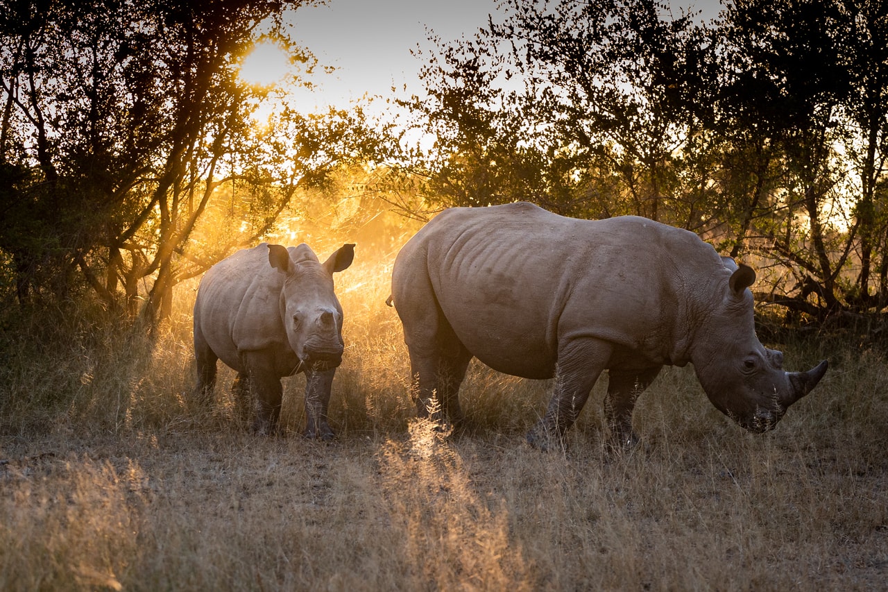 a-mother-white-rhino-and-calf-ceratotherium-simum
