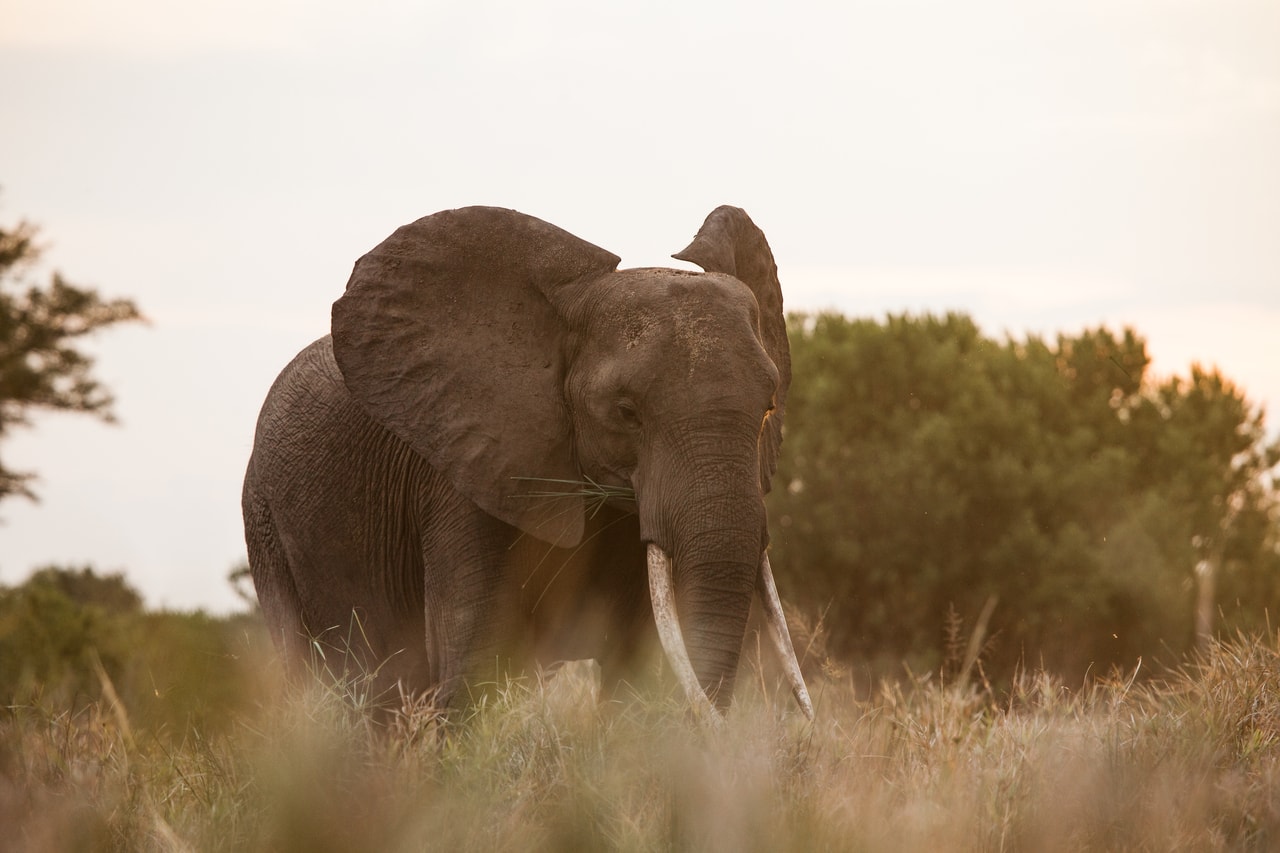 an-elephant-loxodonta-africana-stands-in-a-river