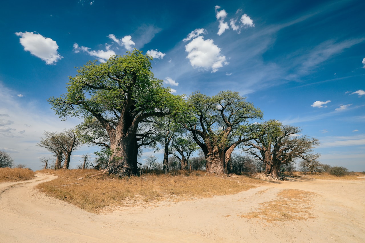 baobab-trees-in-botswana-near-the