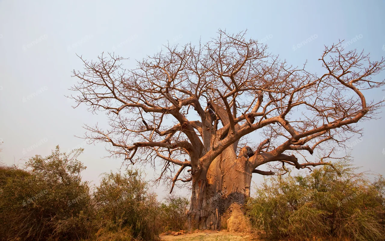 Selebi attractions
