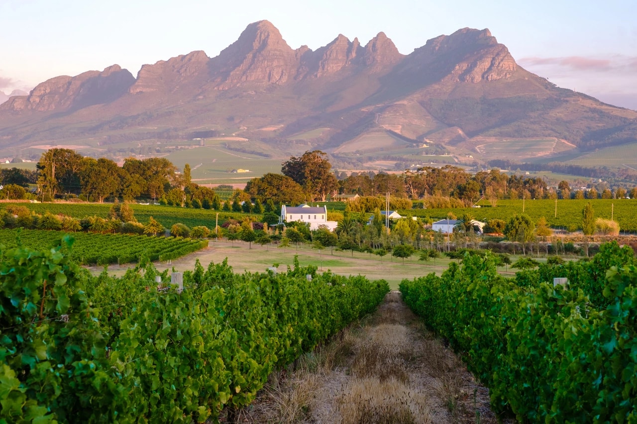 vineyard-landscape-at-sunset-with-mountains-in-ste